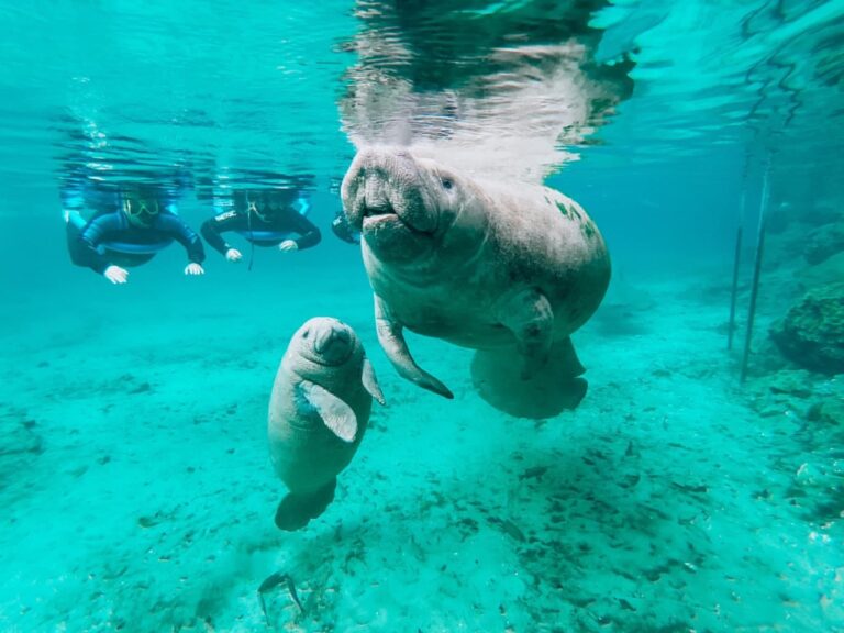 The Gentle Giants of Florida: Exploring the World of Manatees.