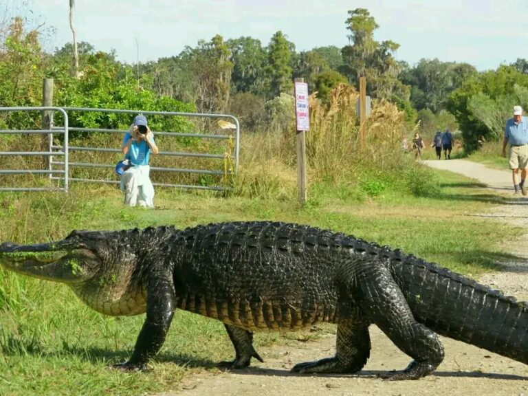 Interesting Things about Florida Alligators.